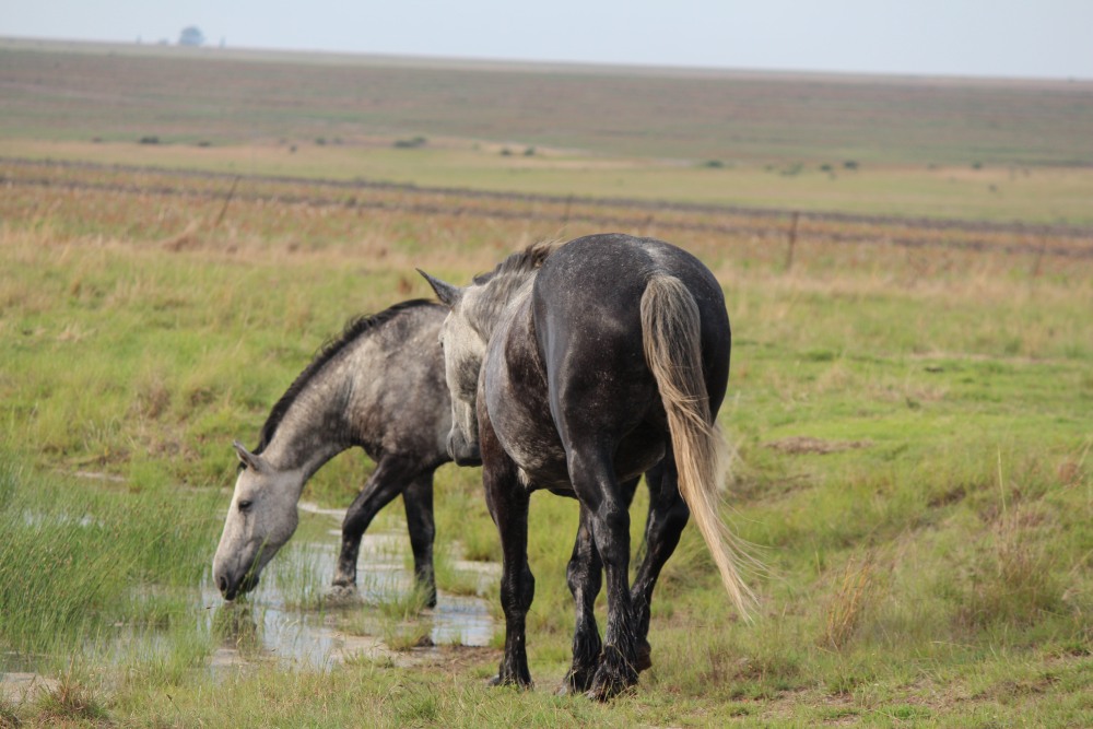 Pure bred percheron sport horses006.jpg